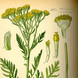 Meet your Posher, Tansy